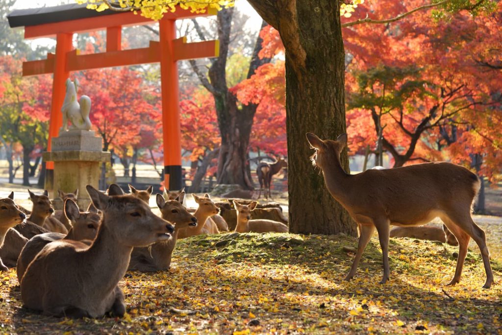 秋の奈良県旅行は紅葉の観光名所がおすすめ ハズレなしの定番10選 格安航空券モールコラム