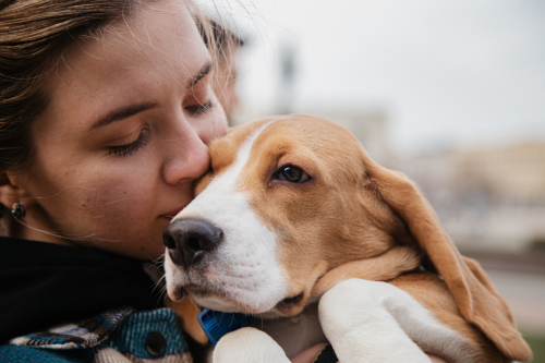 Pet custody