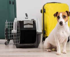 Jack russell terrier dog sits by suitcases and travel box. Ready for vacation